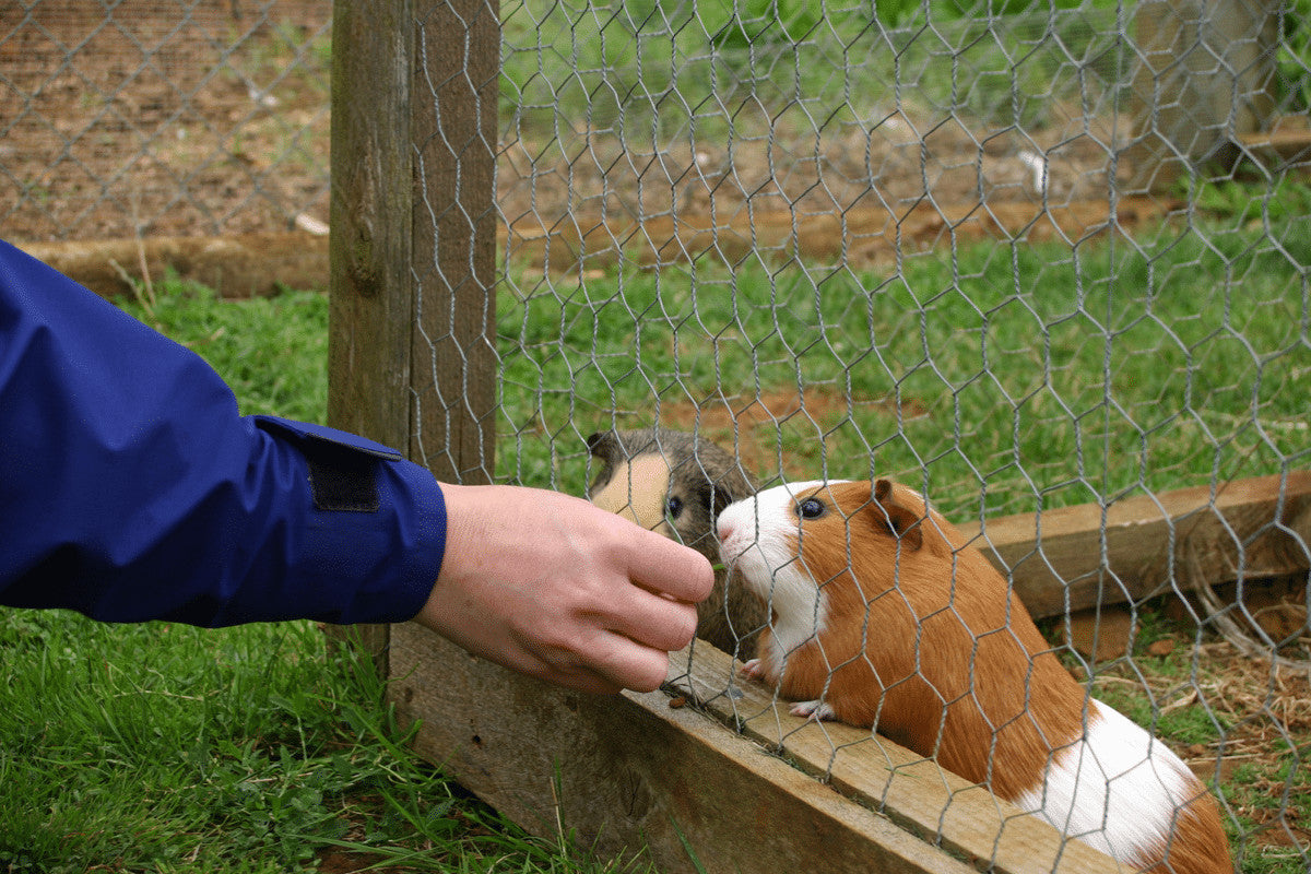 Best Guinea Pig Runs 2025 Home Roost