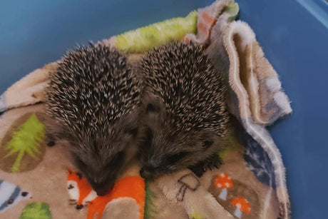 This Year's Donation Goes To Hartford Hedgehog Rescue