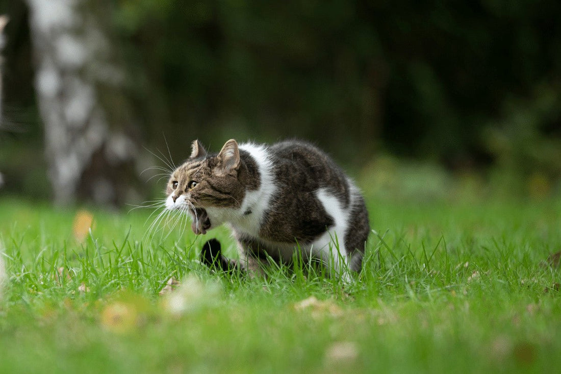 Cat Hairballs: Everything You Need to Know About Your Cat and Furballs.