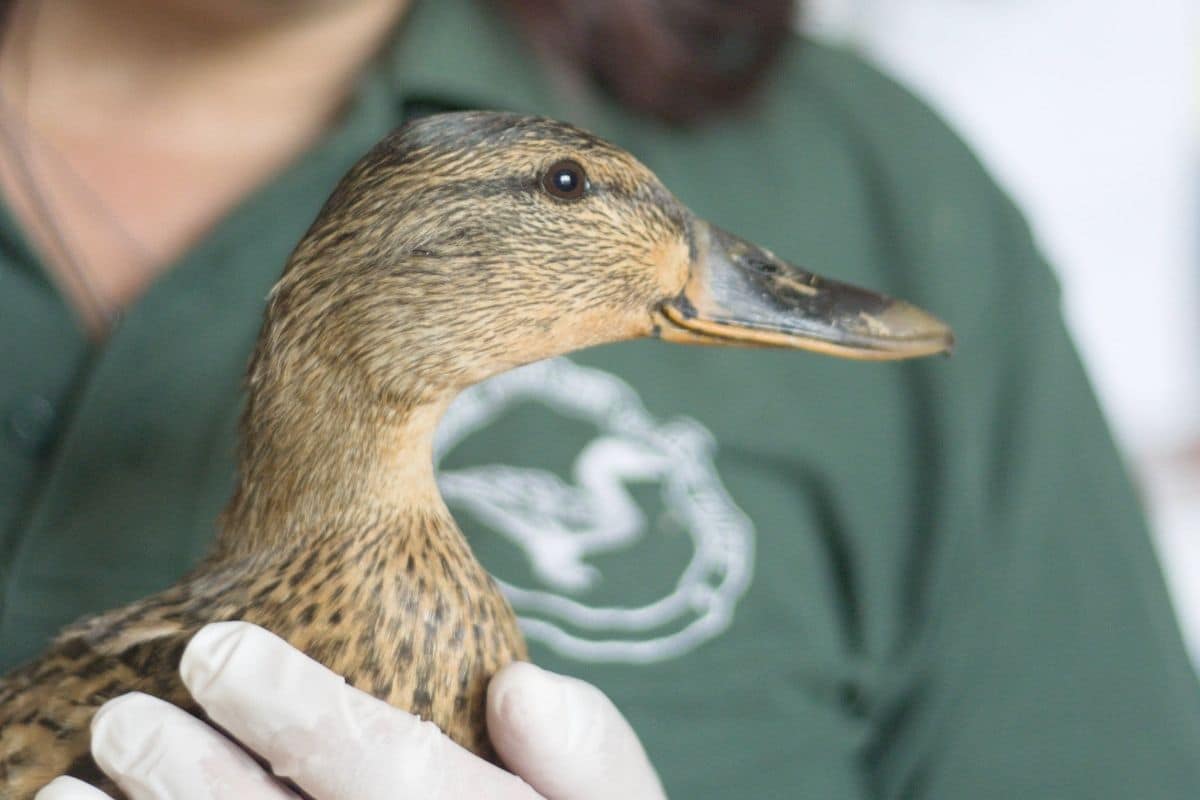 With Many Thanks From Brent Lodge Wildlife Hospital