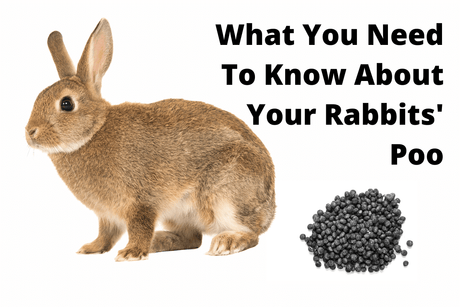 What You Need To Know About Your Rabbits' Poo
