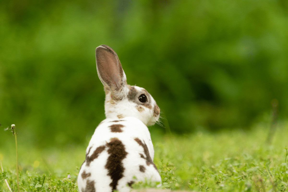 The Mini Rex Rabbit - All the Facts – Home & Roost