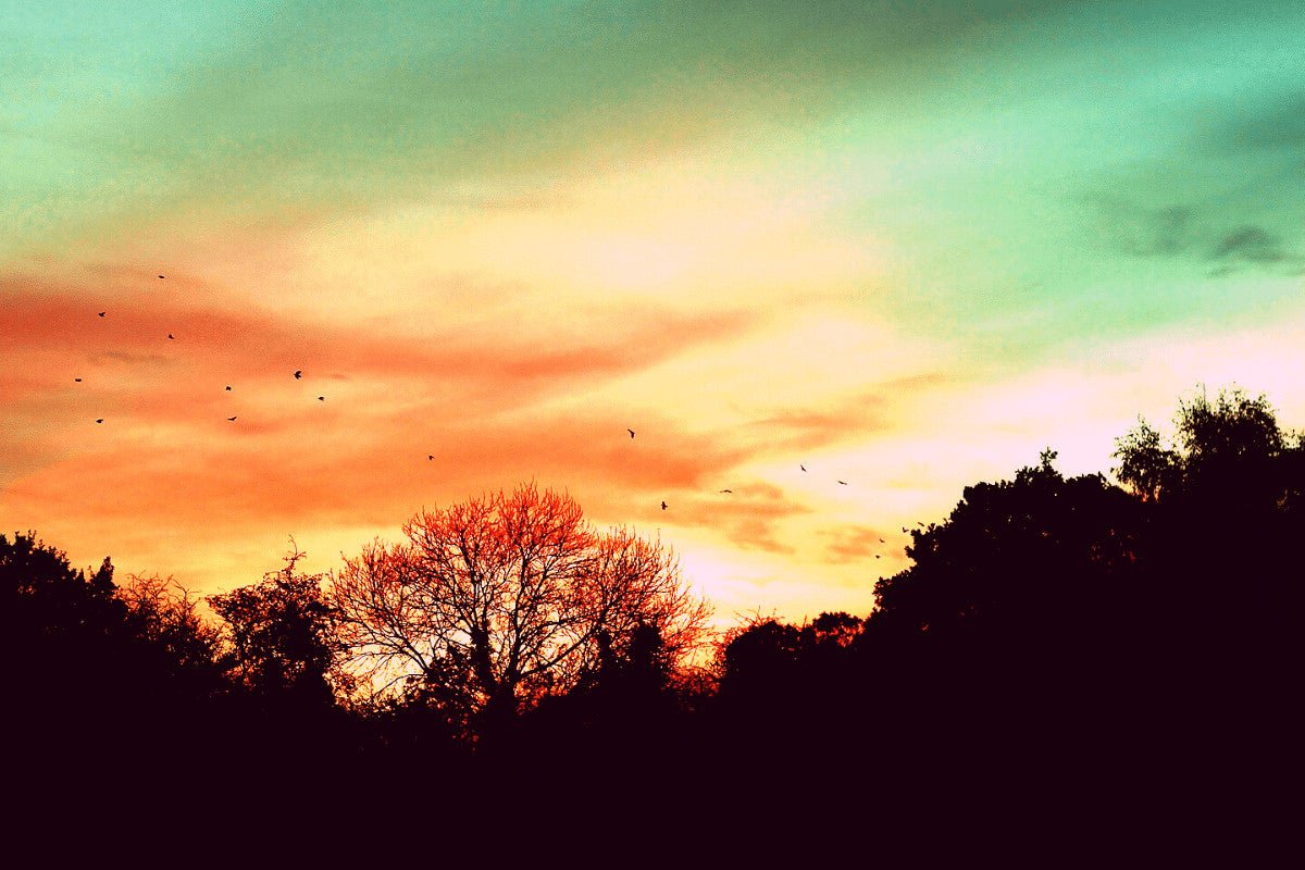 Where Do Garden Birds Sleep At Night?