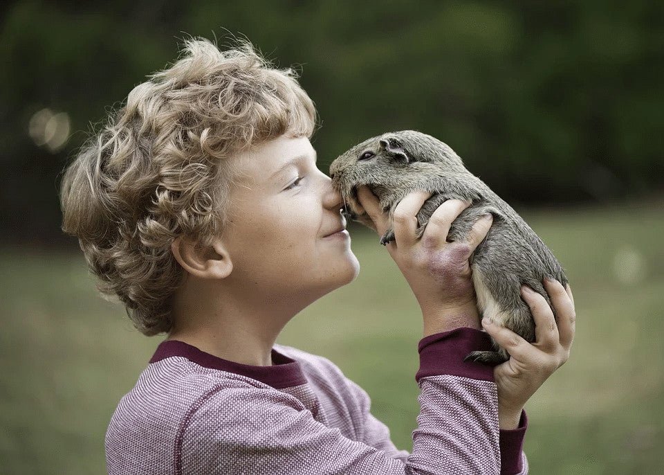 The American Guinea Pig | Breed facts and Essential Care Guide