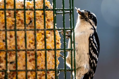 How To Make Your Own Suet Balls.