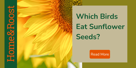 Which Birds Eat Sunflower Seeds? 3 Types, Which is Best For Your Birds