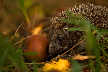 Drunk Hedgehog: Can Hedgehogs Really Get Squiffy From Eating Fallen Fruit?