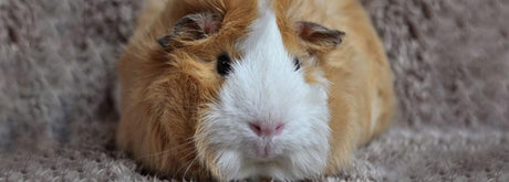 What's the Best Bedding For Guinea Pigs | A Great Nights Sleep for Your Cavy