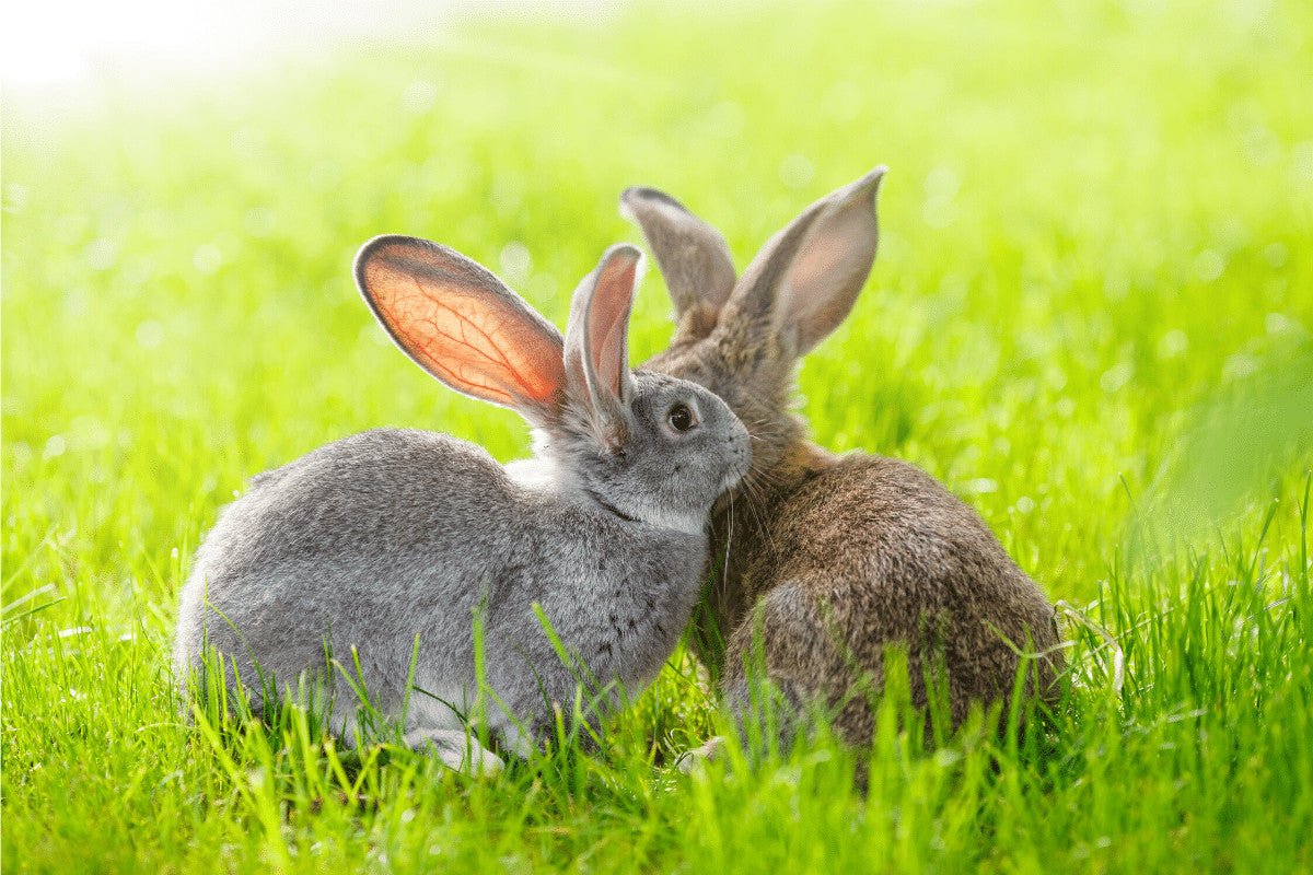 Rabbit Hutch Size | How Much Room Does Your Bunny Need?