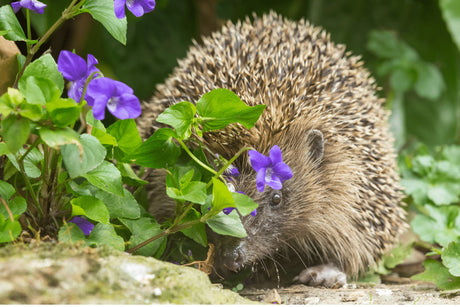 When Do Hedgehogs Come Out of Hibernation?