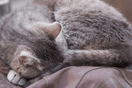 Where Do Outdoor Cats Like to Sleep ?| How To Help Them Rest in Safety