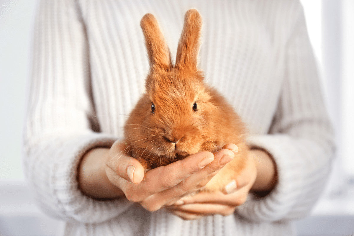 How To Adopt a Rabbit | Your Complete Guide