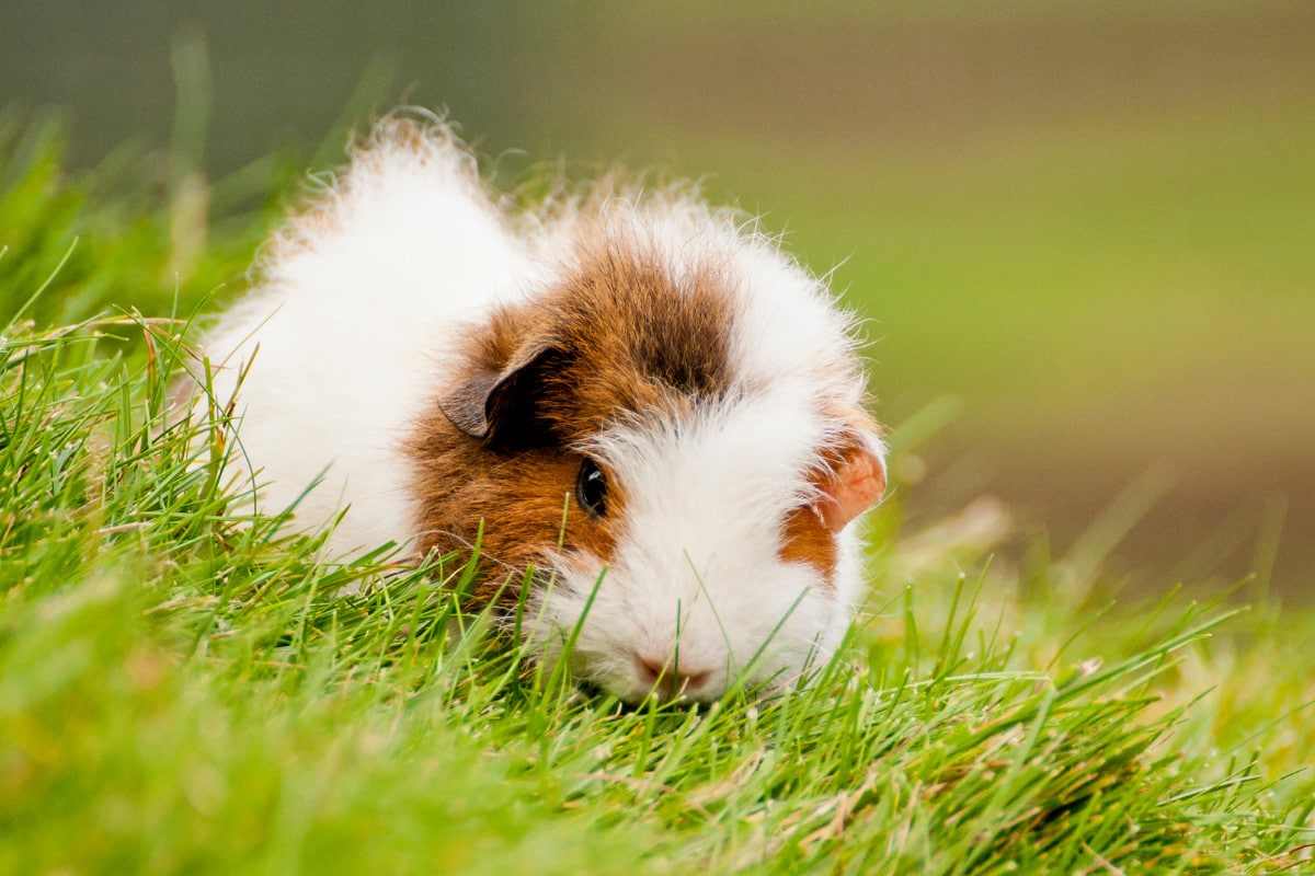 What is Guinea Pig Popcorning? And Why Does Your Cavy Do It?