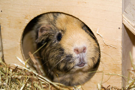 Stressed Guinea Pig? How to Spot the Signs | 9 Ways to Calm Your Cavy