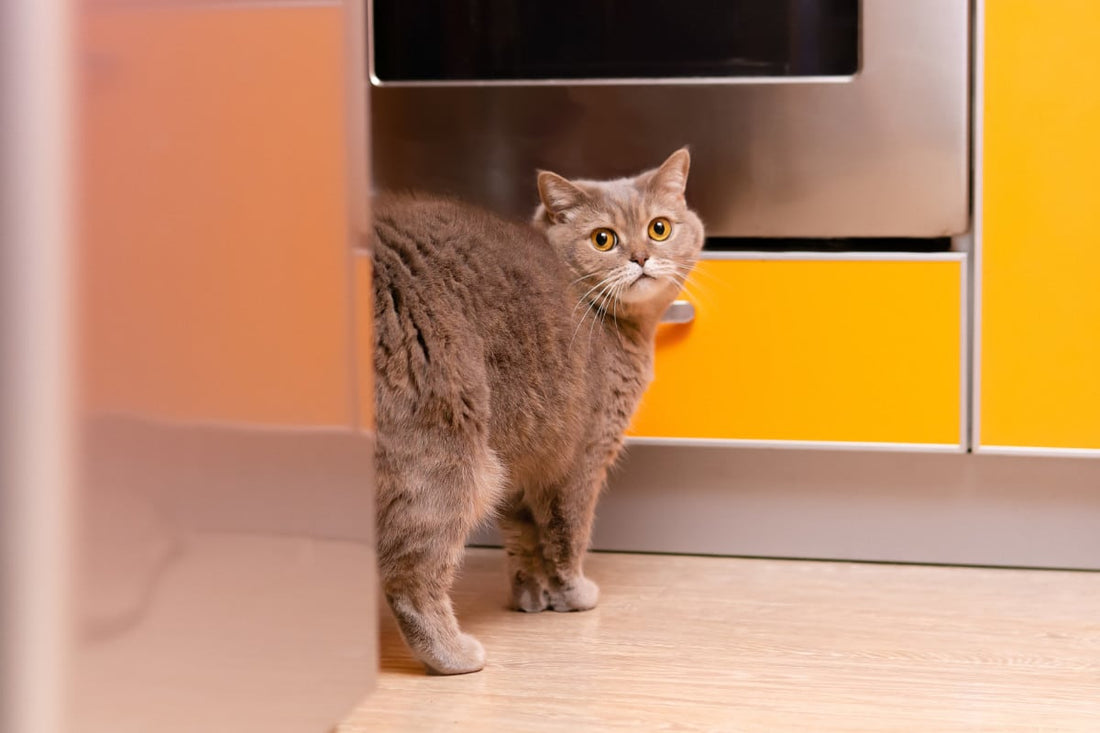 Cats Spraying | Why It Starts and How to Stop it.