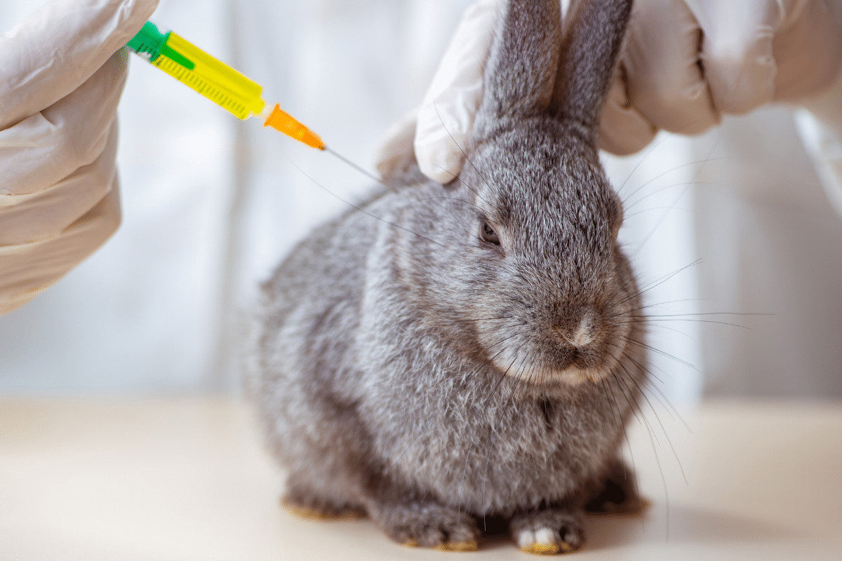 Your pet Rabbit and Viral Haemorrhagic Disease (VHD)