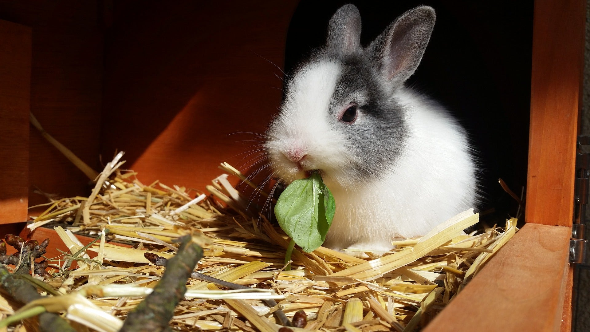 Rabbit bedding pets at home best sale