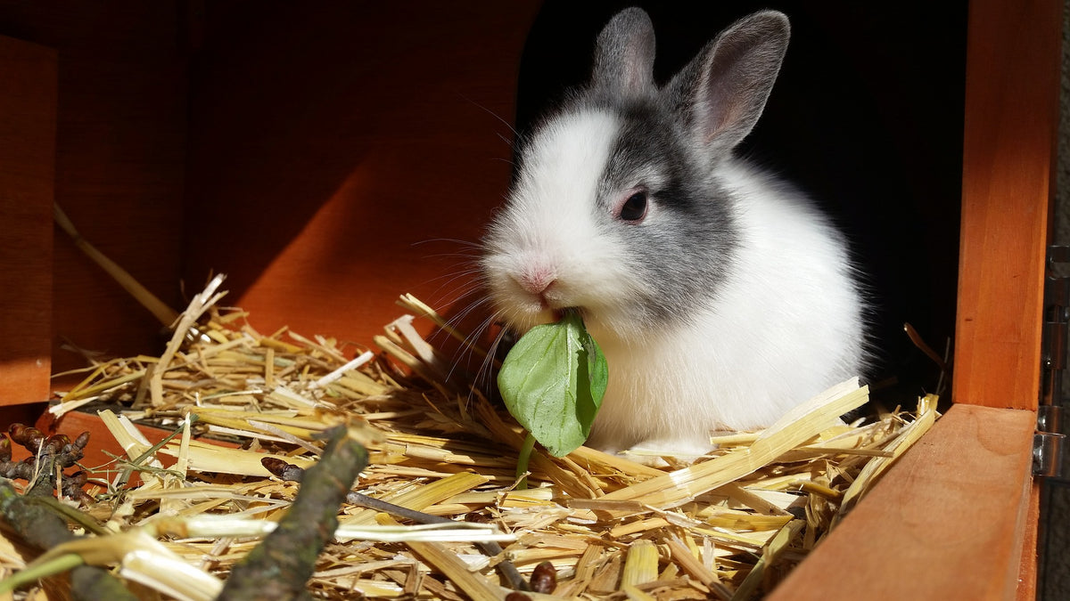 The Best Rabbit Bedding - How to Choose the Right Bedding for Your Bun ...