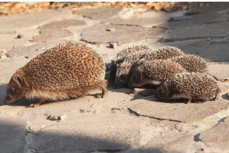 How Long Do Hedgehogs Live?
