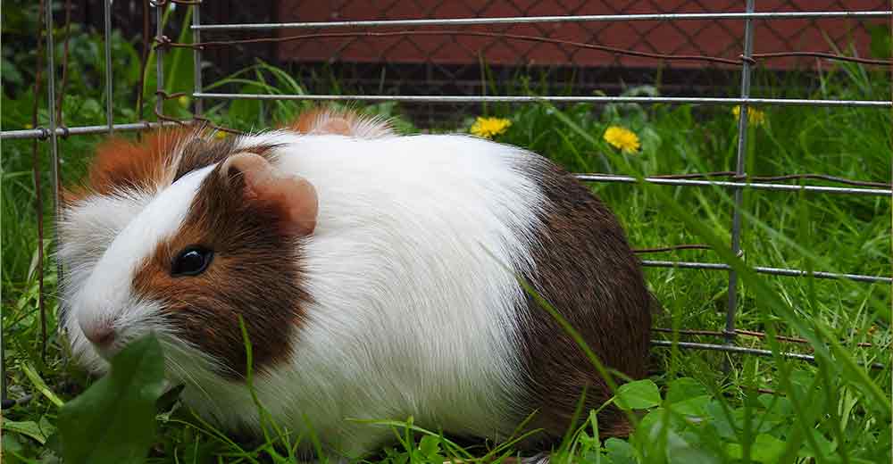 Guinea pigs living fashion outside