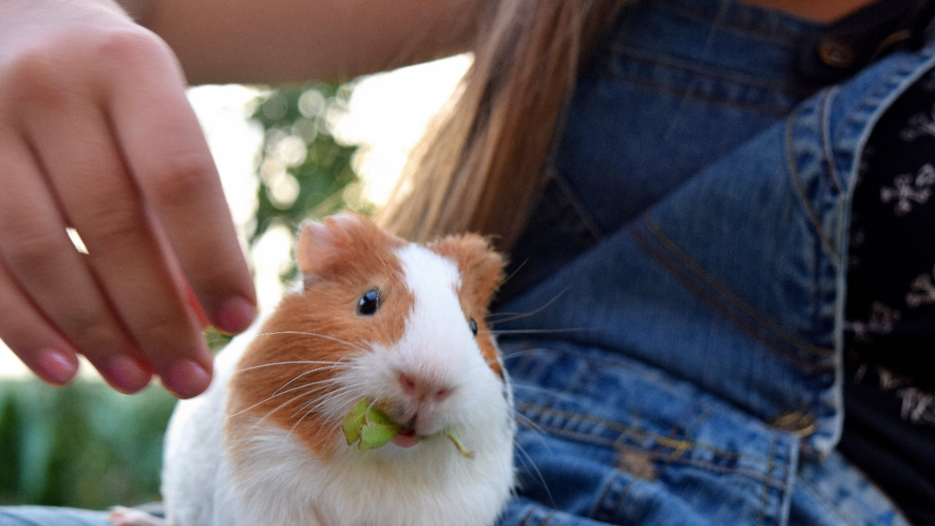 Looking After Guinea Pigs | Essential 11 Step Guide