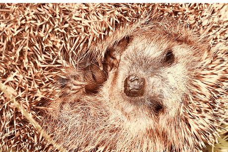 Why Are Hedgehogs Endangered? And How Can we Help Them?