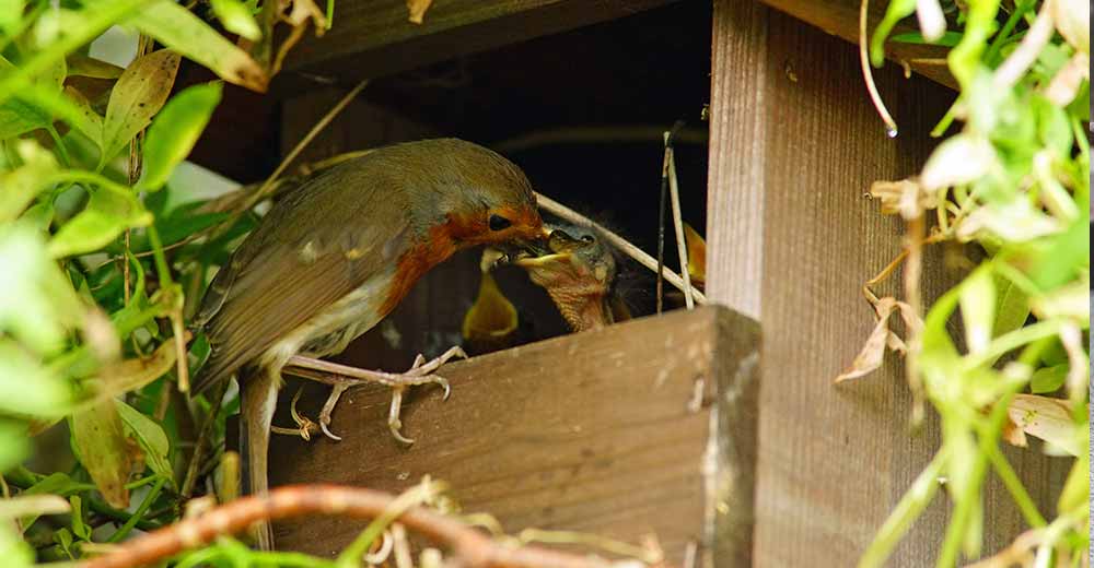 Best Place to Put A Nest Box | Essential Guide to Bird Box Placement
