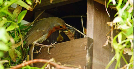 Best Place to Put A Nest Box | Essential Guide to Bird Box Placement