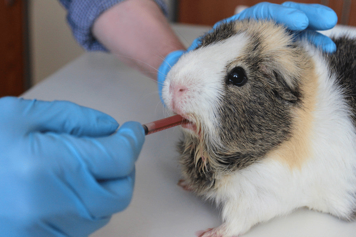 Guinea Pig Health Check