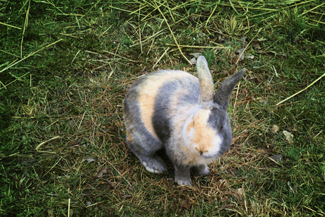 The Harlequin Rabbit - The Facts