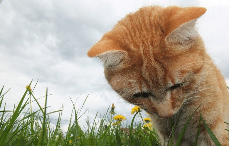Letting Your Cat Outside for The First Time - Your Questions Answered
