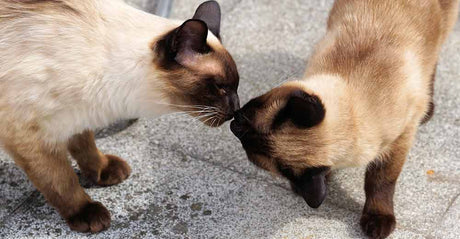 6 Easy Steps For Introducing Cats To Each Other
