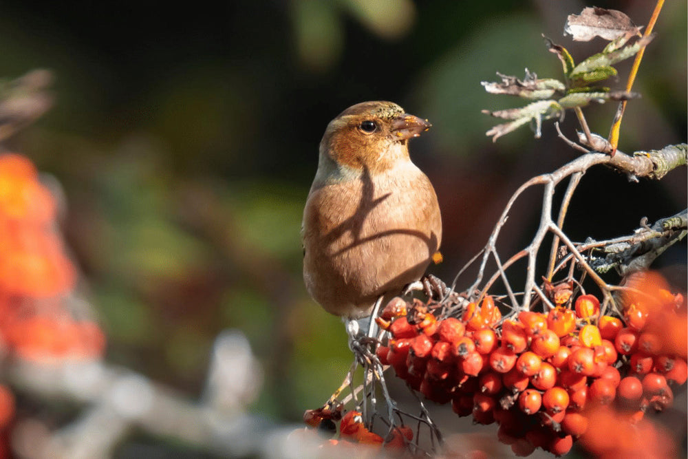 Why have The Birds Stopped Using Feeders In Our Garden? Home & Roost