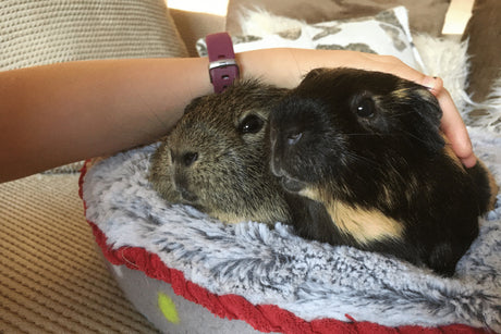 How to Adopt a Guinea Pig | 7 Best Reasons To Adopt Your Next Cavy