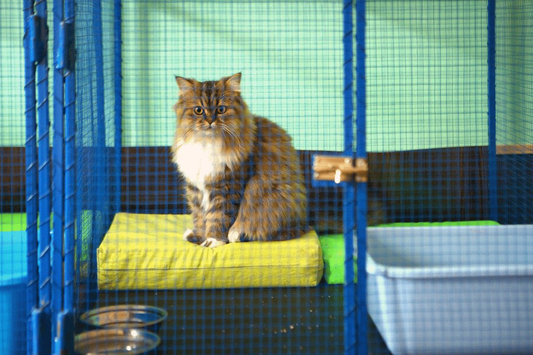 Could You Foster A Cat? Do You Have What It Takes to Help a Kitty In Need?