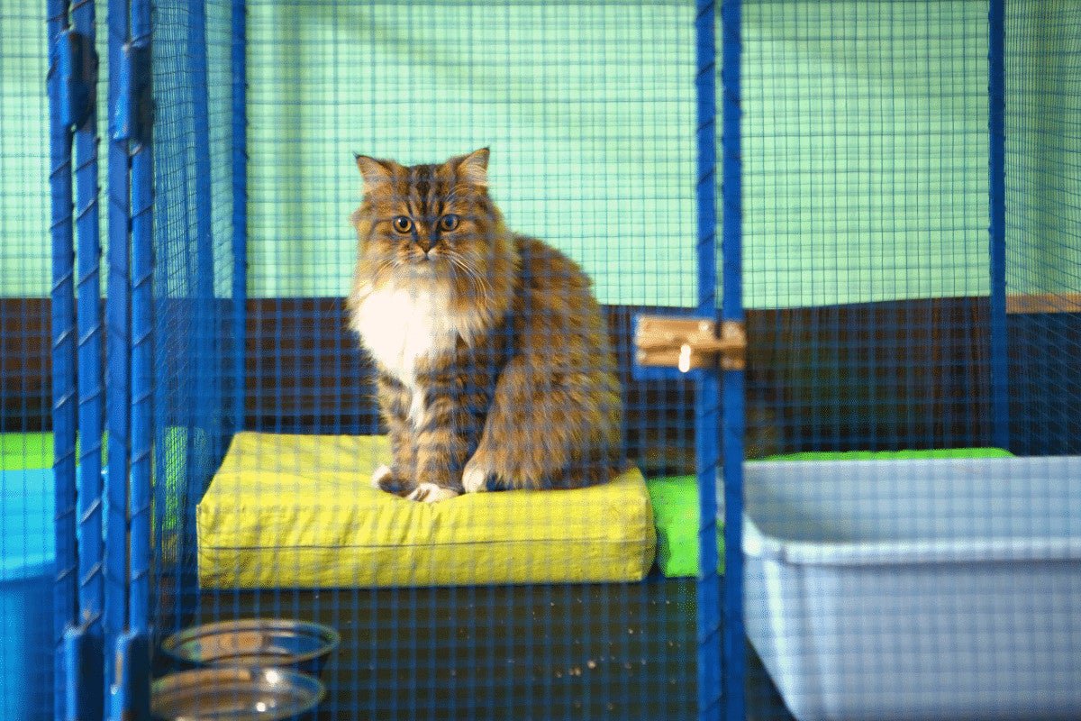 Could You Foster A Cat? Do You Have What It Takes to Help a Kitty In Need?
