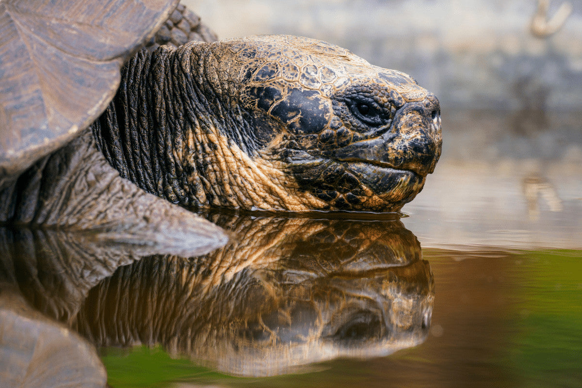 Can Tortoises Swim? How To Keep Your Pet Safe Around Water. – Home 