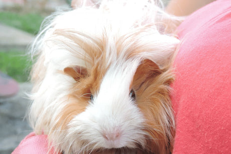 How Big Do Guinea Pigs Get? Your Complete Guide to Piggy Proportions