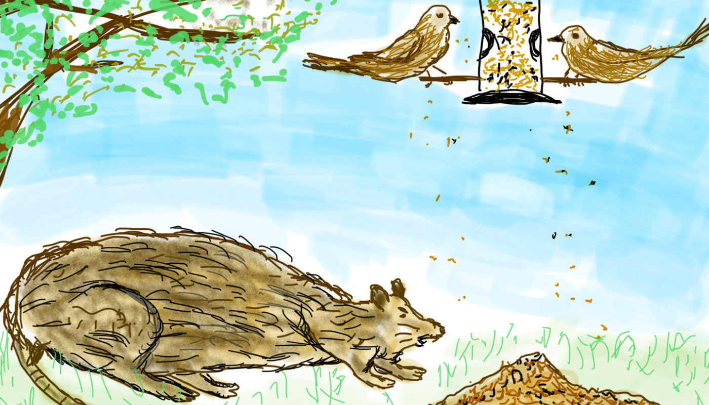 How to Feed Birds Without Attracting Rats