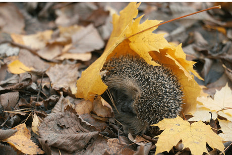 The Best Bedding for a Hedgehog House