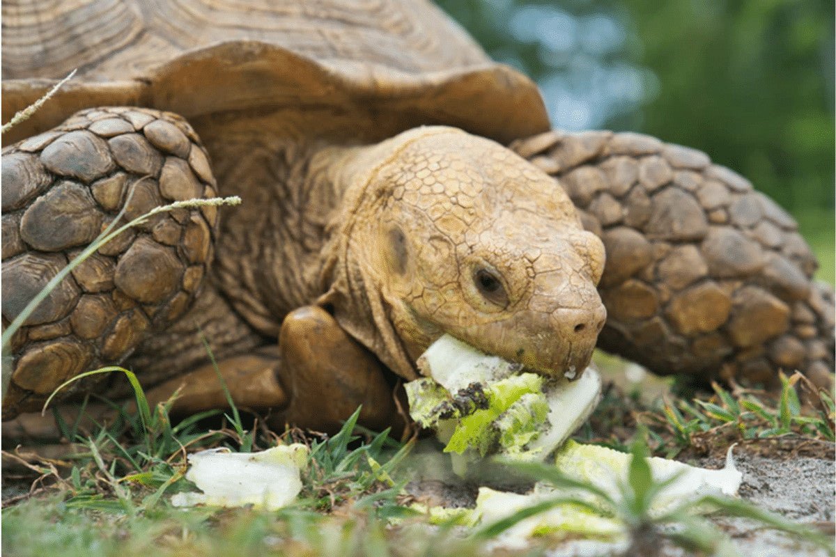 Sulcata Tortoise (Centrochelys sulcata)  | Your Complete Care Guide