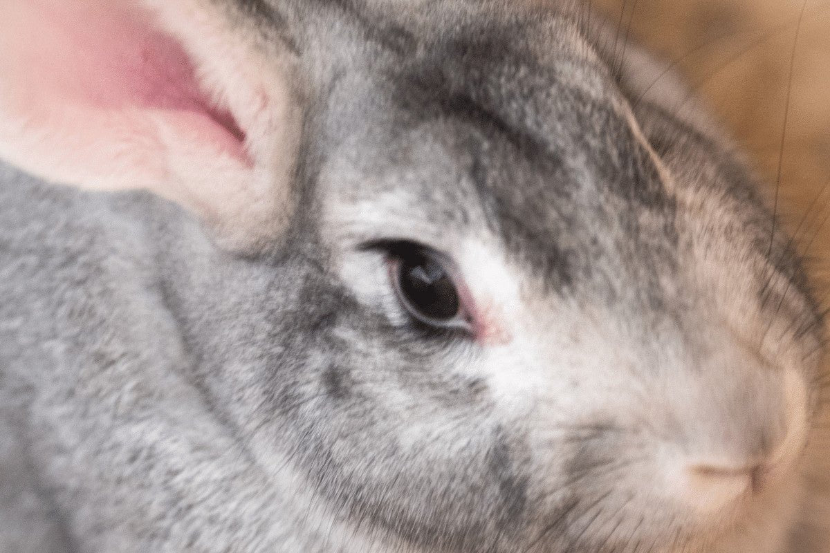 Is It Better For Rabbits To Be Inside Or Outside?