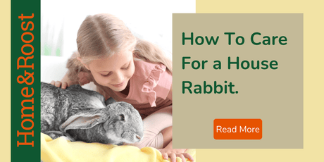 Keeping a House Rabbit | How To Keep Your Bunny Happy Indoors
