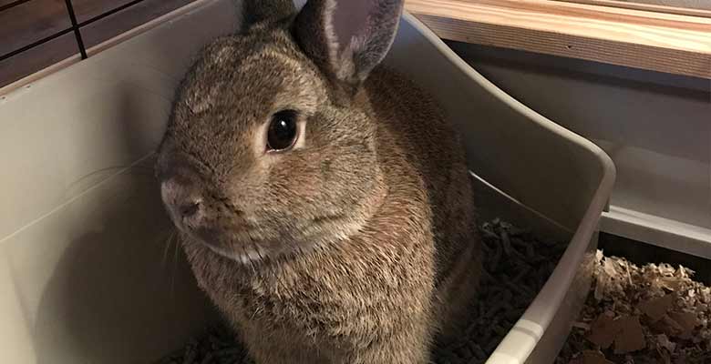 How to litter train Rabbits | Easy Step-by-Step Guide – Home & Roost