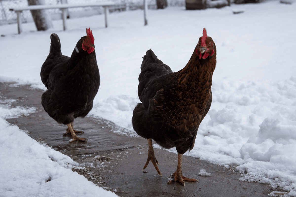 Caring for You Chickens in Winter - 4 Top Tips