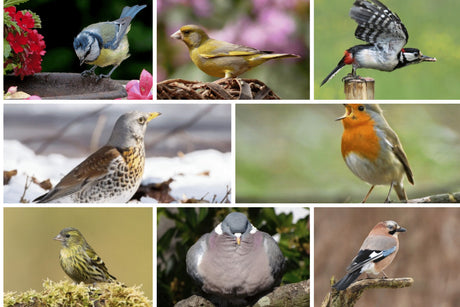 Who’s Who of British Garden Birds