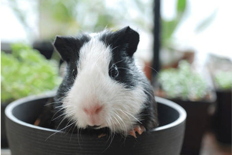 Male or Female Guinea Pig  -Which Should You Choose?