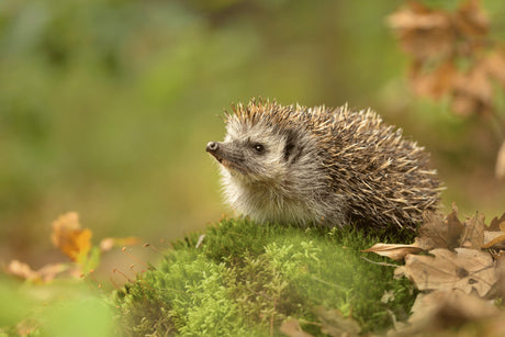 Why Do Hedgehogs Have Late Litters?