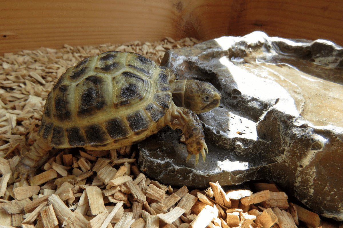 Tortoise Substrate | What to Choose and How to Use – Home & Roost
