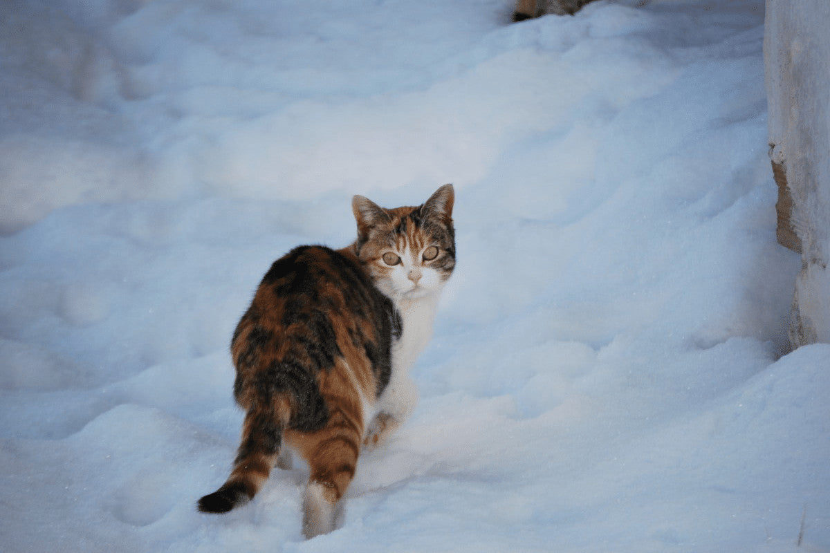 How Do Stray Cats Survive The Winter?